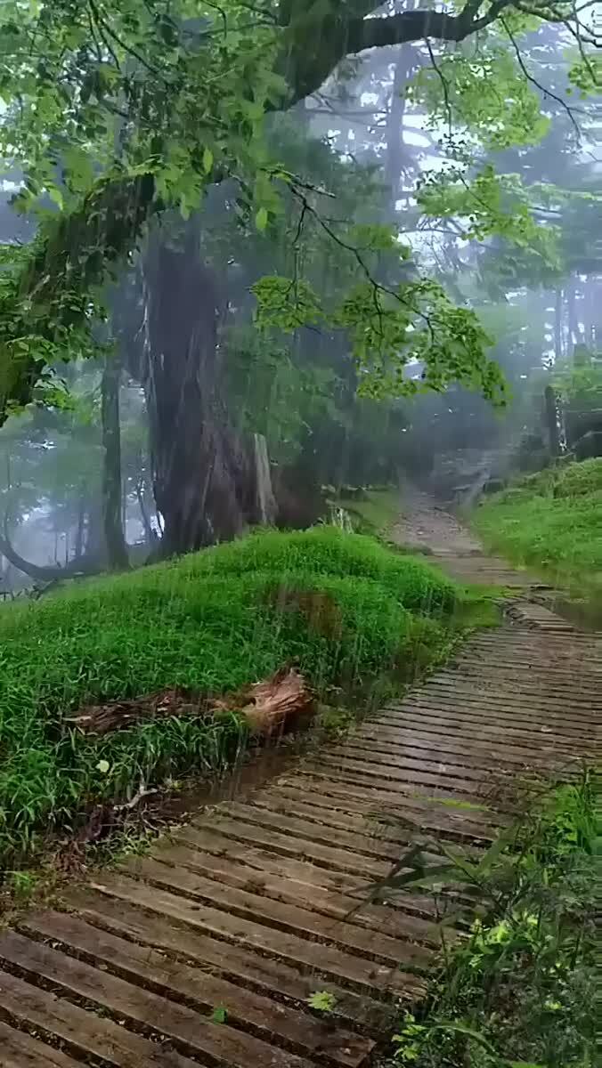 Летний дождь