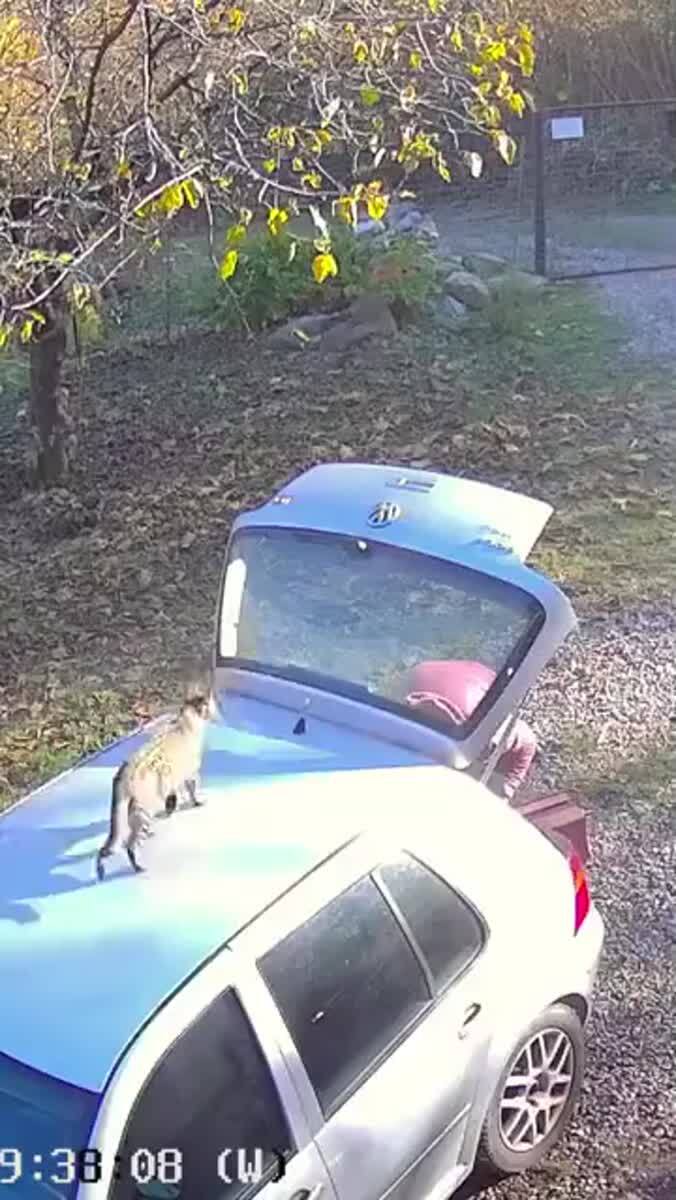 Кошки, видимо, думают, что у нас тоже 7 жизней