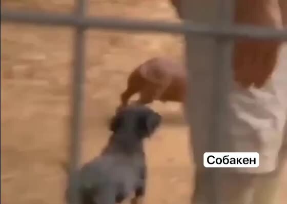 Какая только дружба не бывает