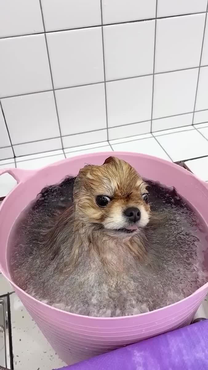 У вас пёс растаял