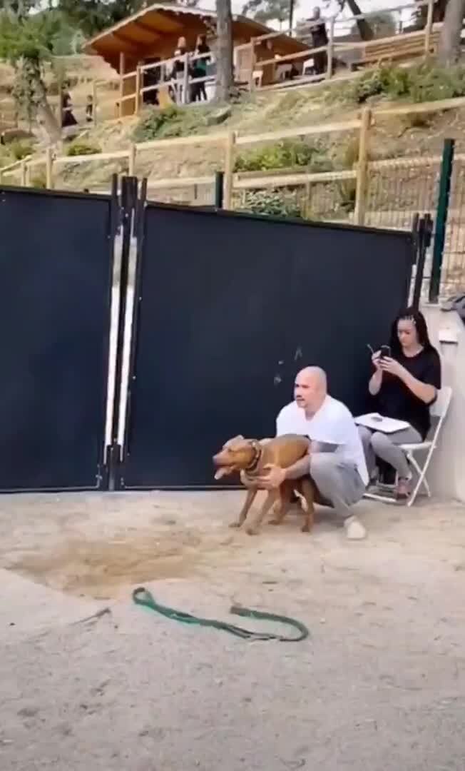 Есть два типа собак: