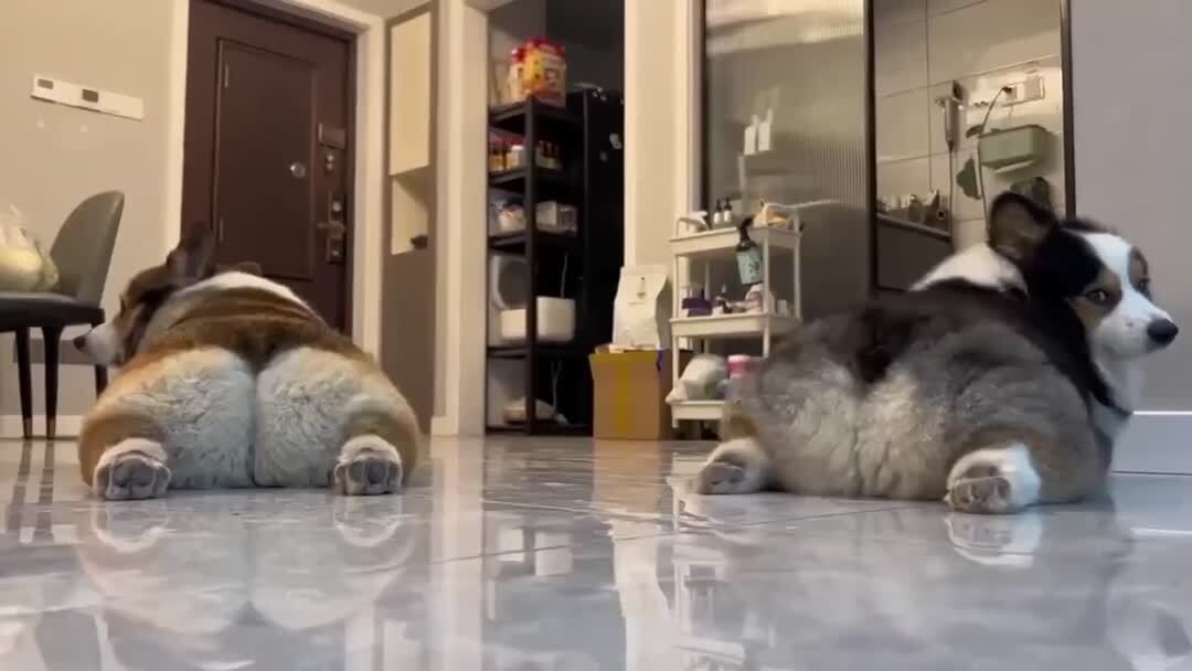 Булочки ругаются