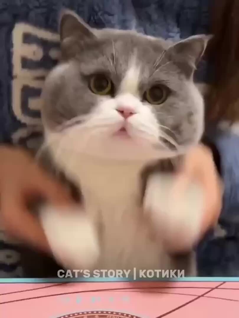 Если ты думал, что видел все смешное про котов, то ты просто не был на "CAT’S STORY | Котики 🐈"! 😕 Мы вывели кошачий юмор на новый уровень веселья, показав их самые нелепые и уморительные выходки. Загляни и стань свидетелем самых уморительных моментов из