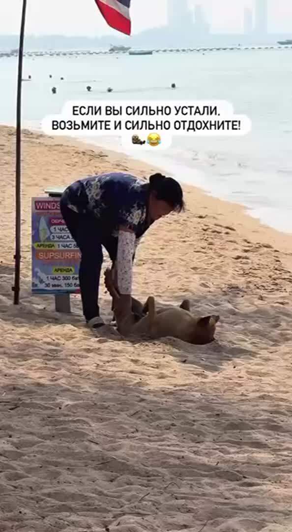 Собачки #15438