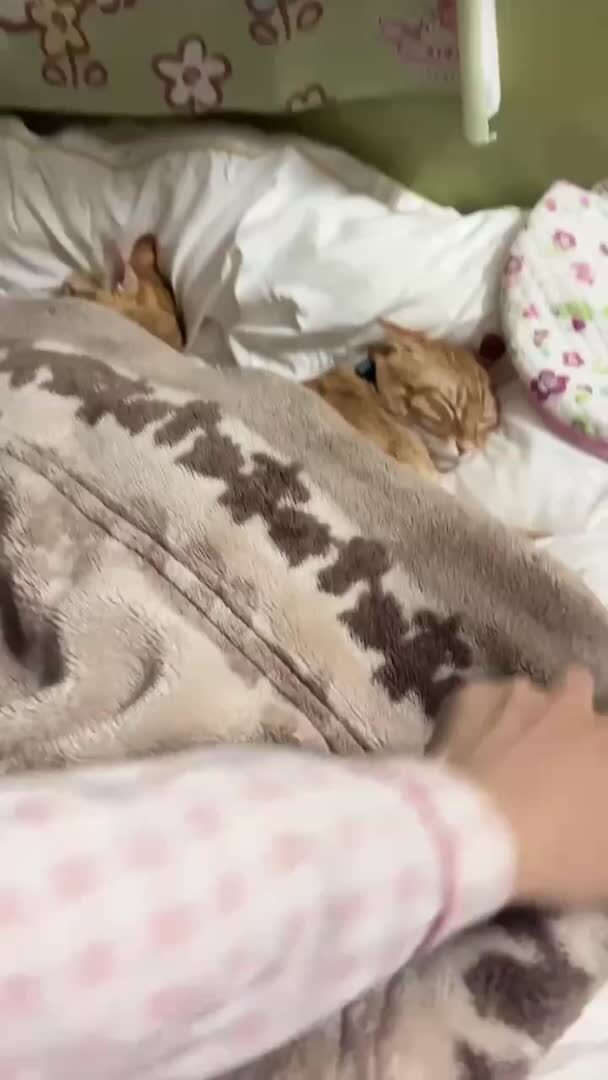 Кототапочки