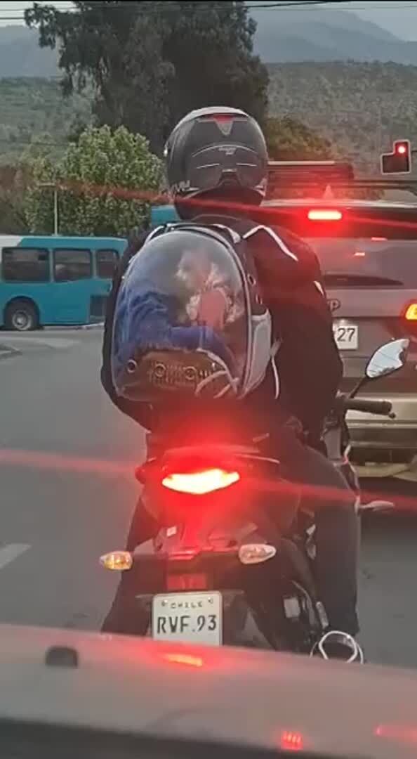 Сразу видно кто главный на районе