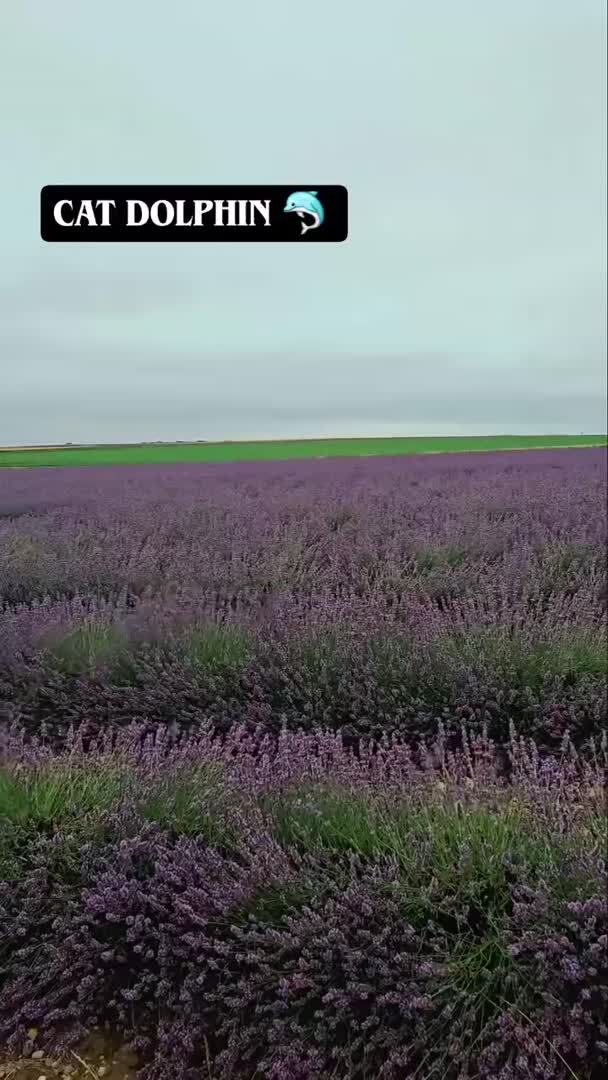 Котодельфины😍