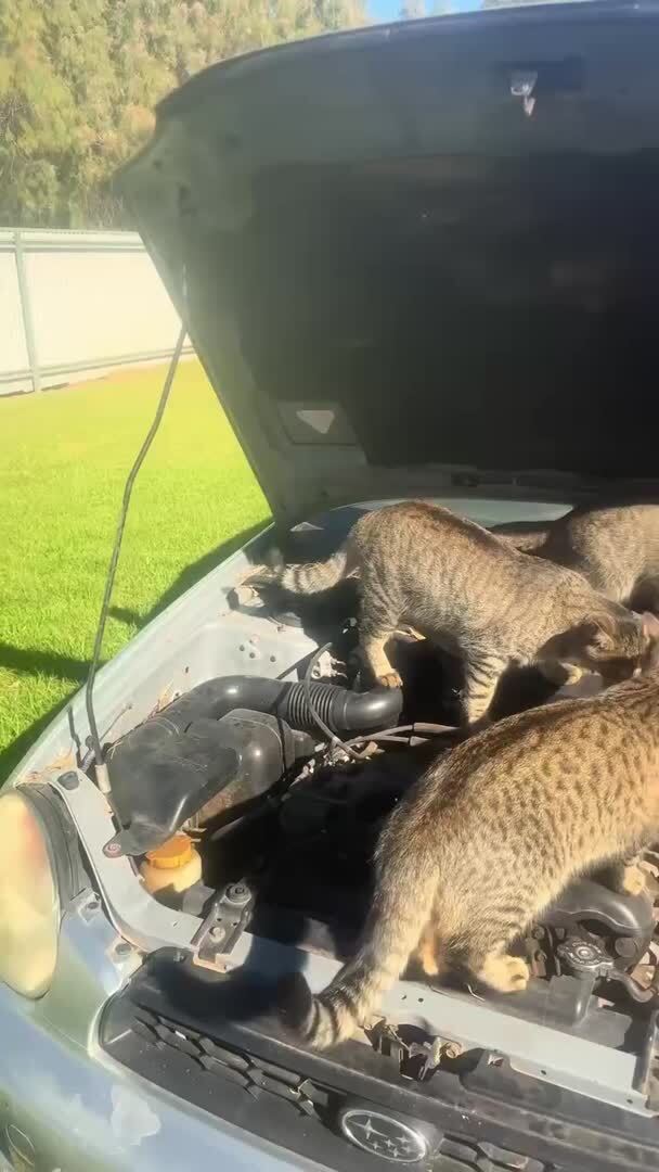 Котомеханики