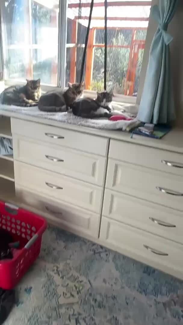 Котосинтез