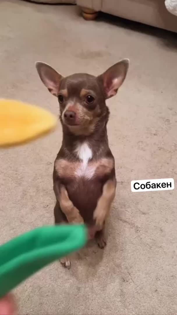 Этот цветочек для тебя 🌹❤️Ты знаешь кому это отправить