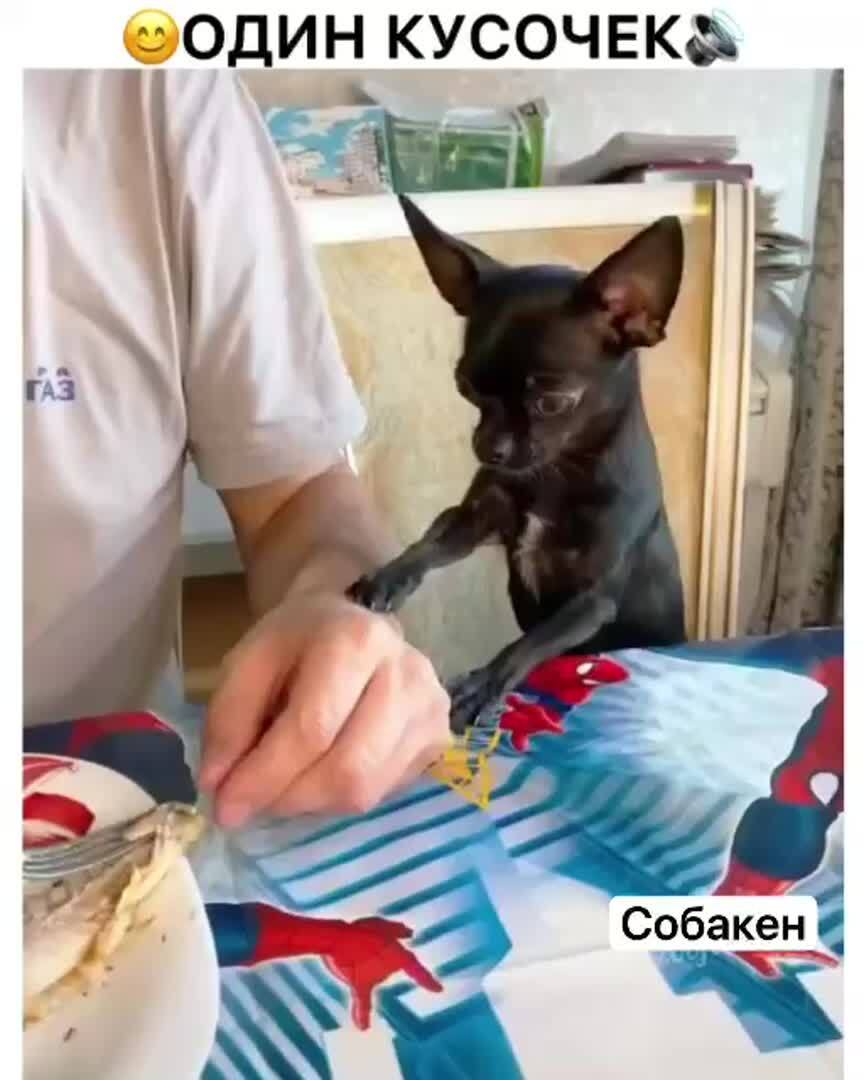 В глазах прям видно - жлоб двуногий