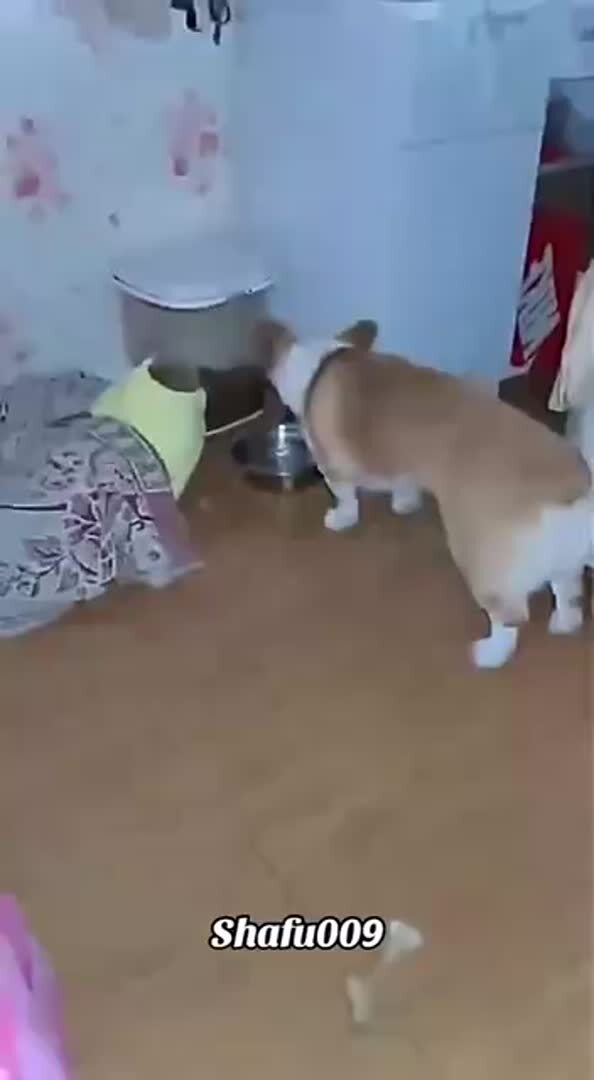 Когда хотел суп, а принесли корм