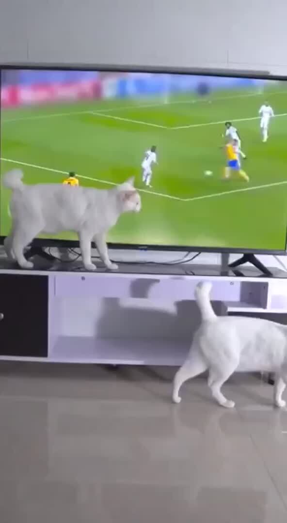Пушистый злодей
