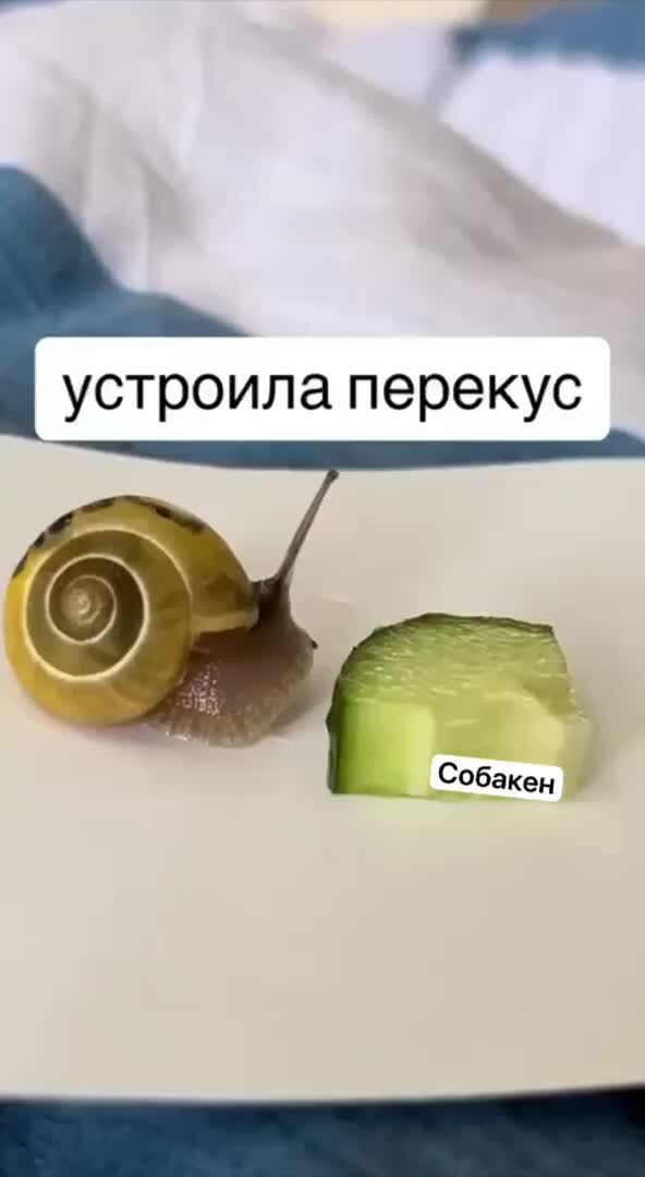Ты не ты, когда голоден⁠⁠