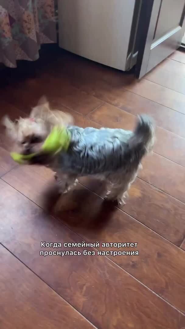 Порррррррву