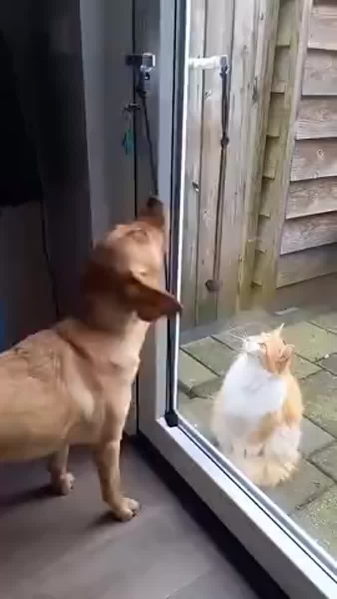 У каждого котика есть свой швейцар