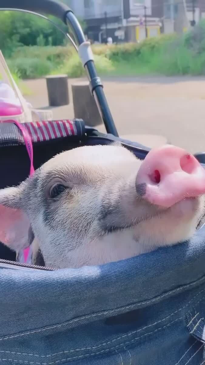 🐽