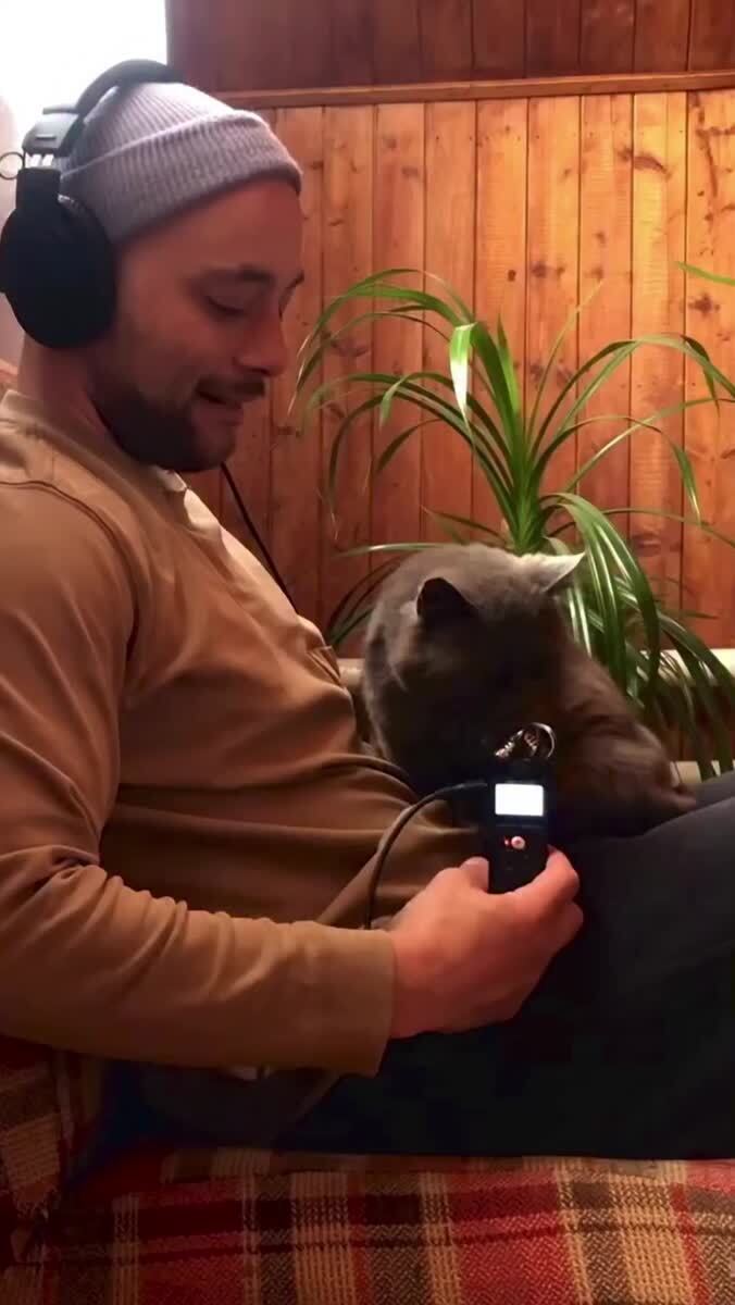 Самый лучший ASMR: парень купил мощный микрофон и записал звуки своего кота - мурчание, чихи и другие, которые обычно не слышно. Единственный нормальный ASMR