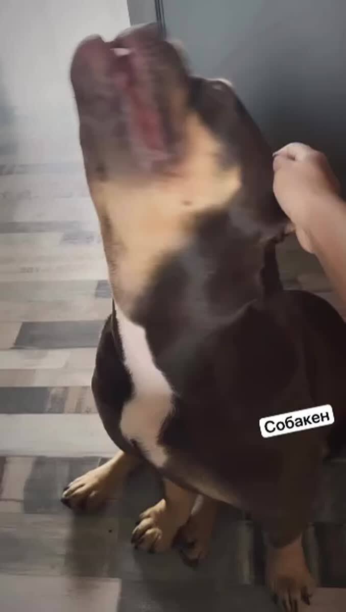 Уровень угрозы: критический⁠⁠ 😂😂Со звуком