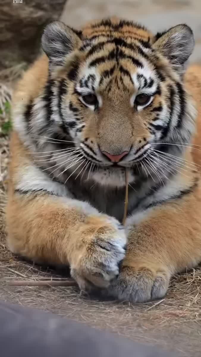 Какой большой кот