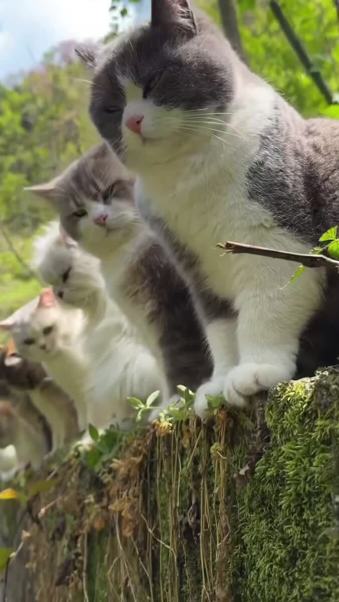 Какие лапки