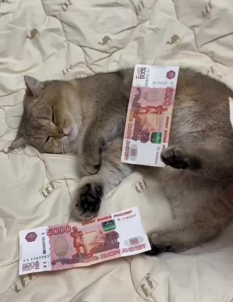 Давайте сюда деньга! Еще