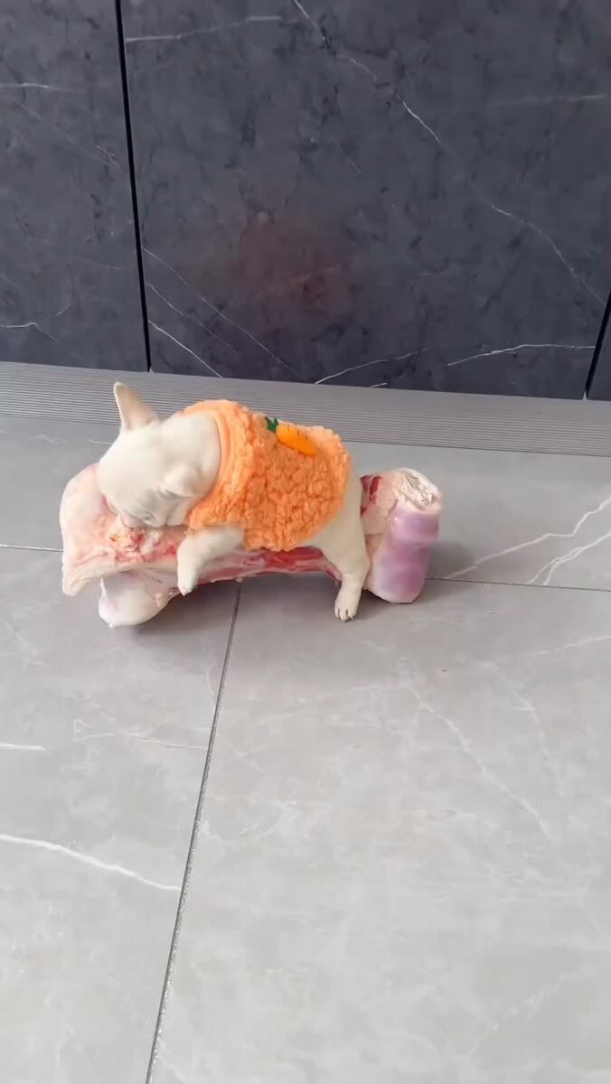 Собачий рай