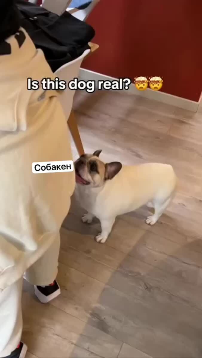 Что-то на собачьем