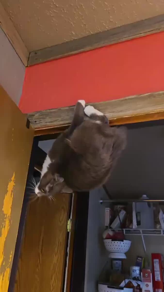Летучая мышь кошка