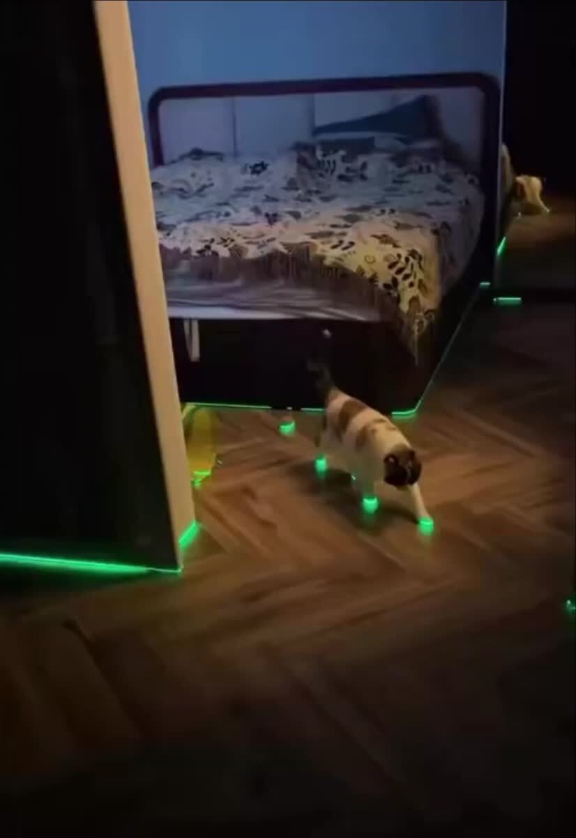 Кот из 2077 года, проверят свои новые киберимпланты