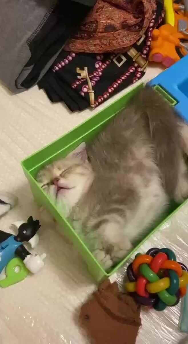 Квадратный кот