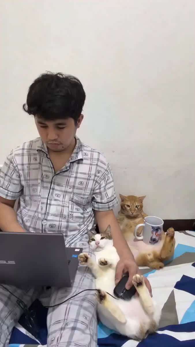 Ну и кто там говорил, что коты бесполезны?