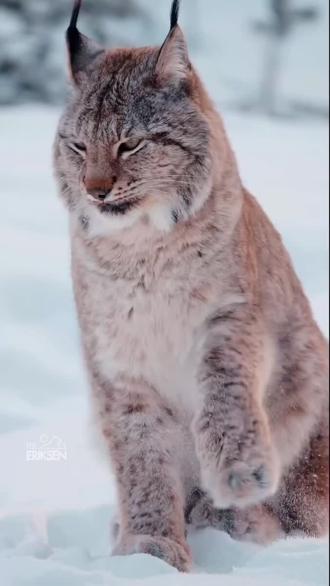 Какой котик 