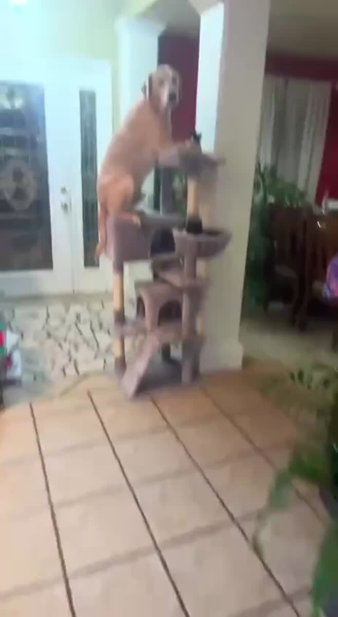 Ну допустим мяу