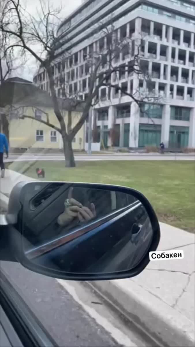 Когда очень хочешь собаку 😂😂Со звуком