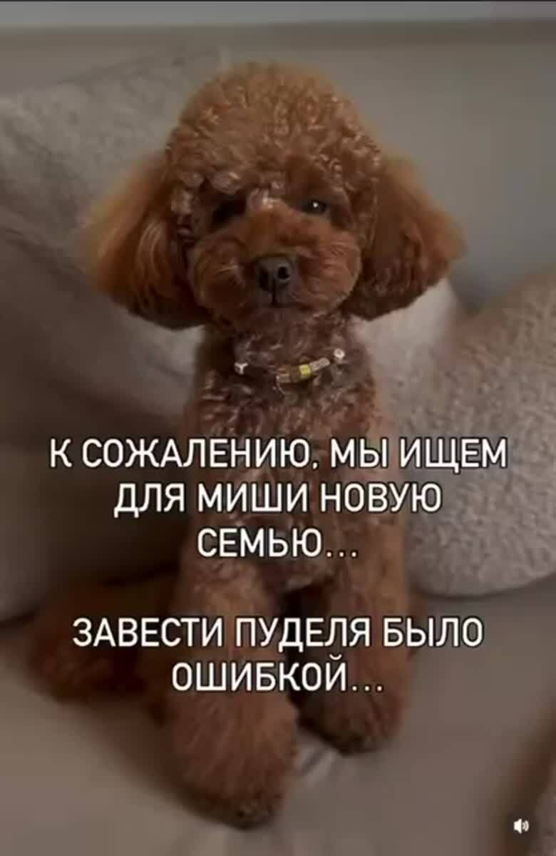 Собачки #15516