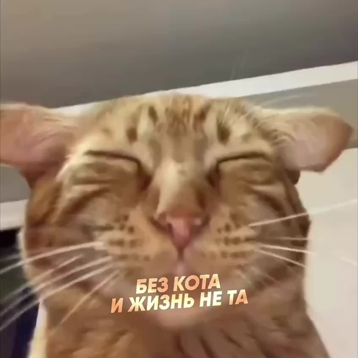 Ура! Без кота и жизнь не та теперь в телеграм 🤩Сотни смешных и милых роликов с пушистыми друзьями! Подпишись и кайфуй вместе с нами, рекомендую 🫶 @bez_kotuka