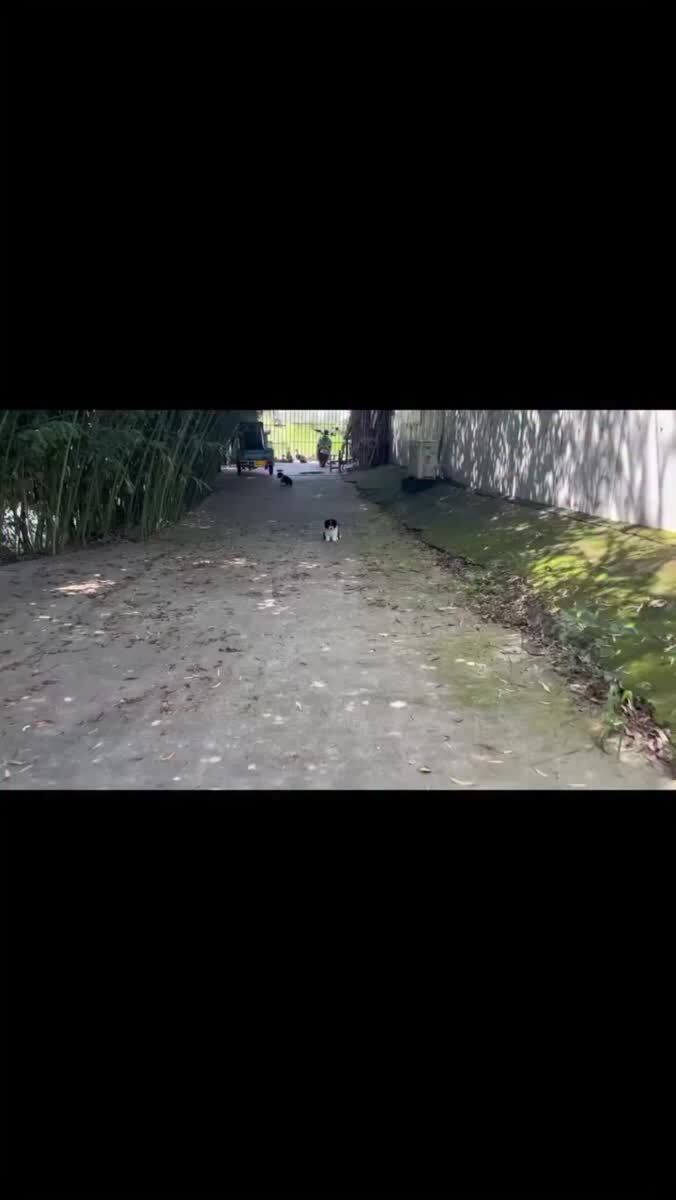 Поиграли бы в догонялки? 