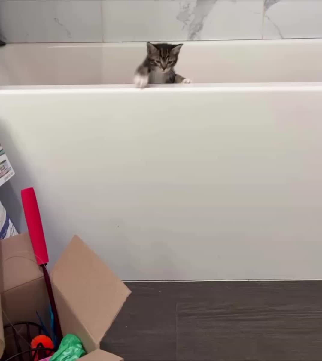 Cвежеприготовленный кошачий попкорн