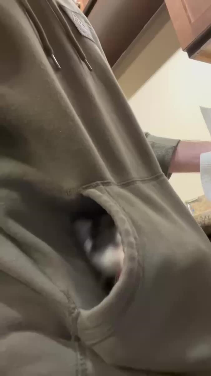 Карманный котик