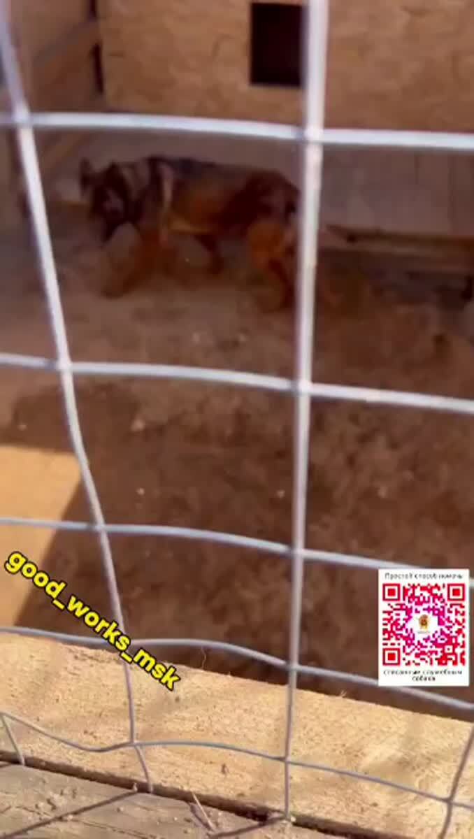 Угостите этих героических песиков!🆘Самое страшное - это голод!Особенно в праздники!Мы не знаем, что это такое, ведь наши столы ломятся от 🥂🍷🍺, а мясо  вообще пропадает тоннами!👉👉А собакам в приюте не хватает корма!Кто же поделится с собакенами частичкой п