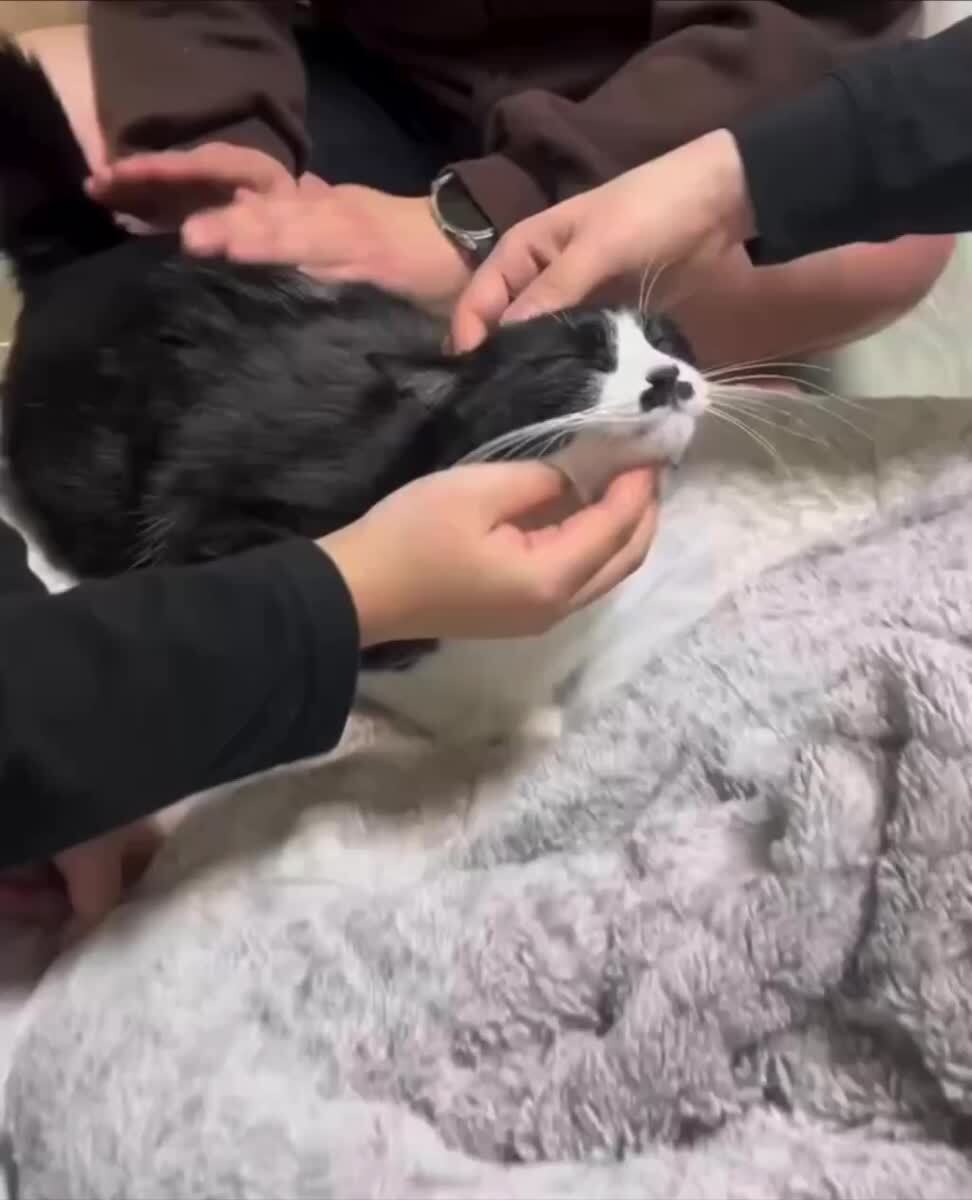 Тотальный балдеж