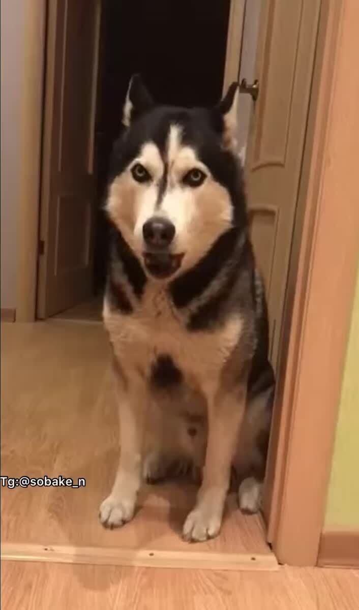 Все нормально 😅🔉🔉Со звуком