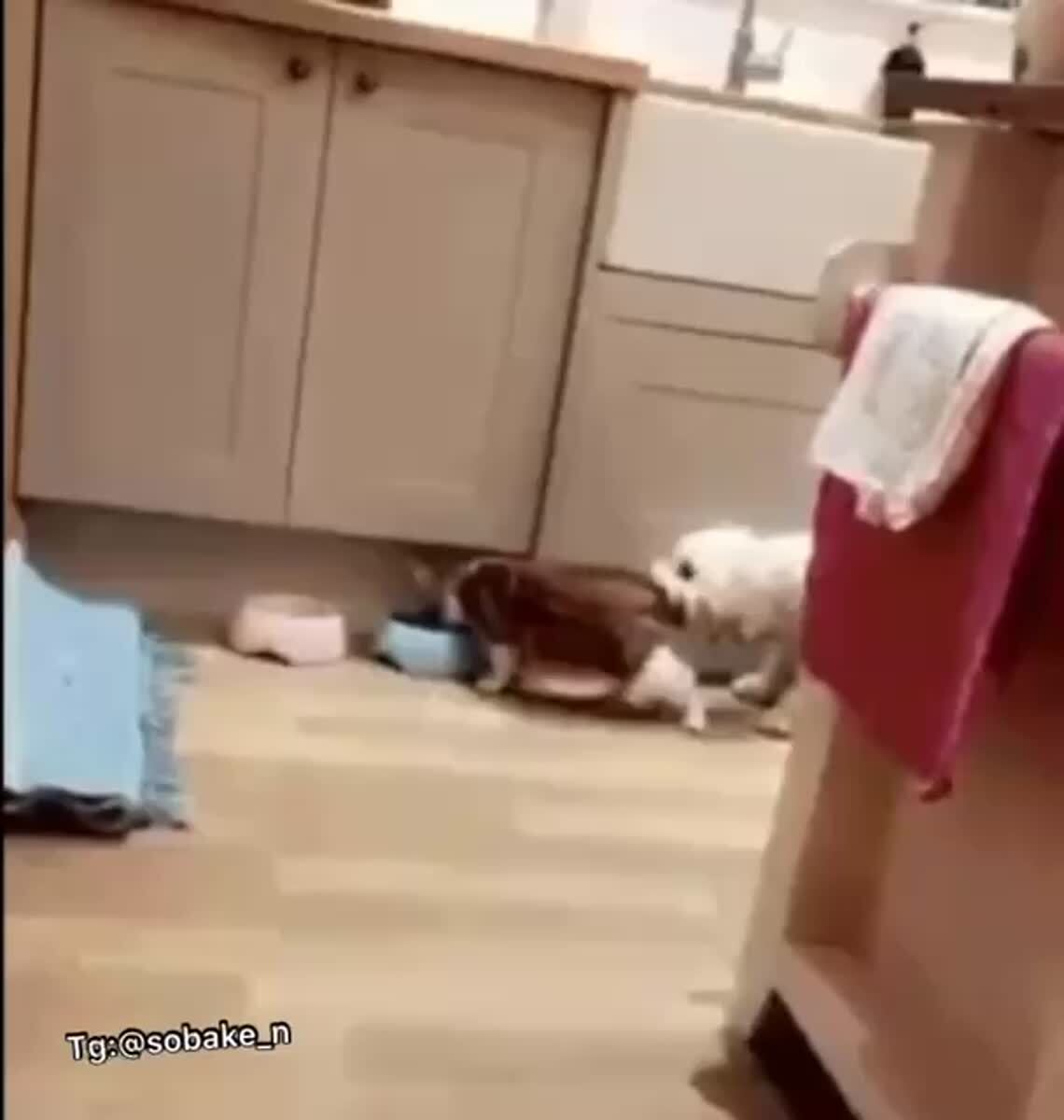 Личный диетолог
