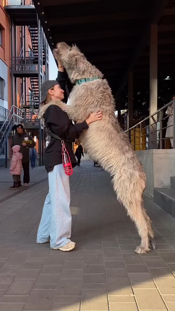 Большой шерстяной дружок