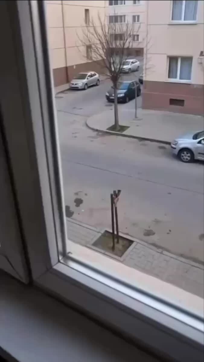 Слово котана. Шерсть на асфальте