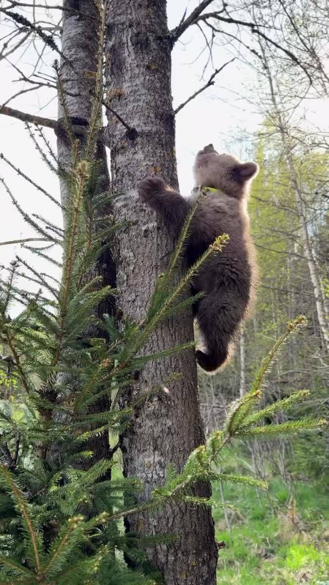Мишка 🐻