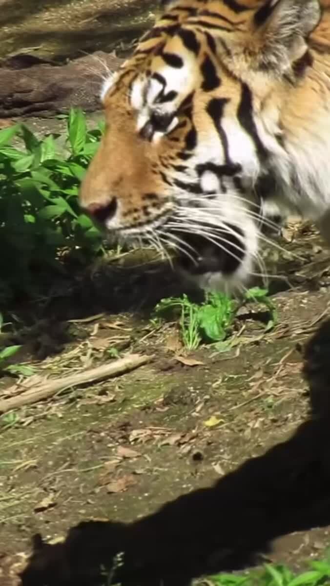 Какой болтливый 