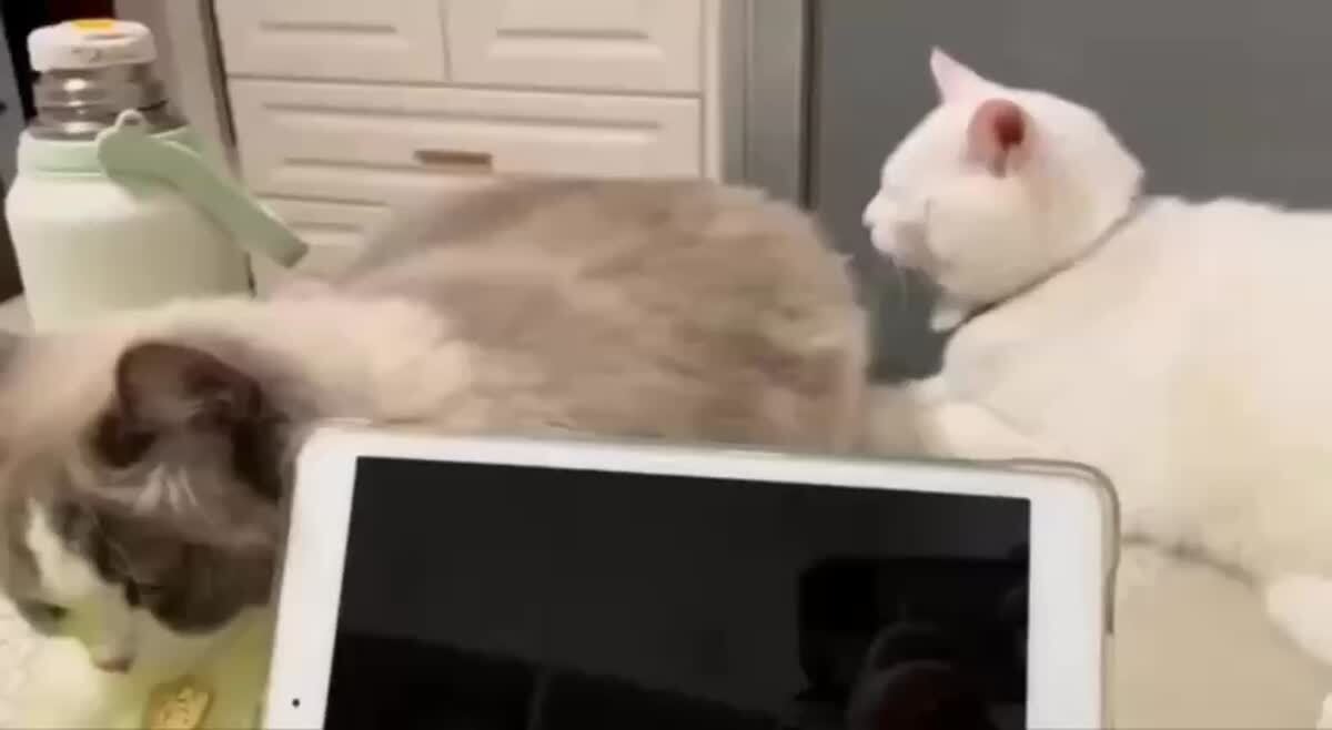 Кусь