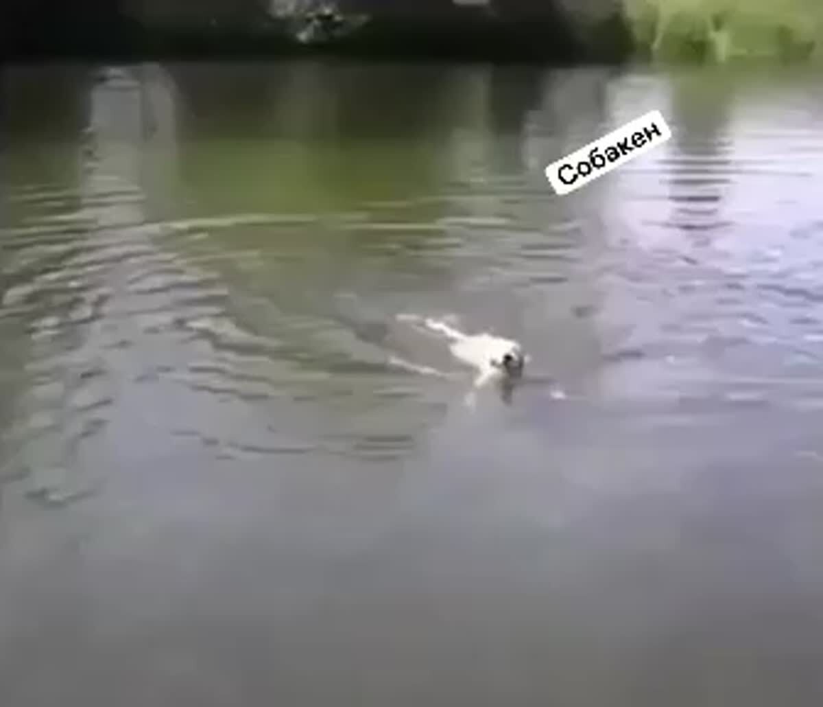Извините, кажется, у вас собака сломалась